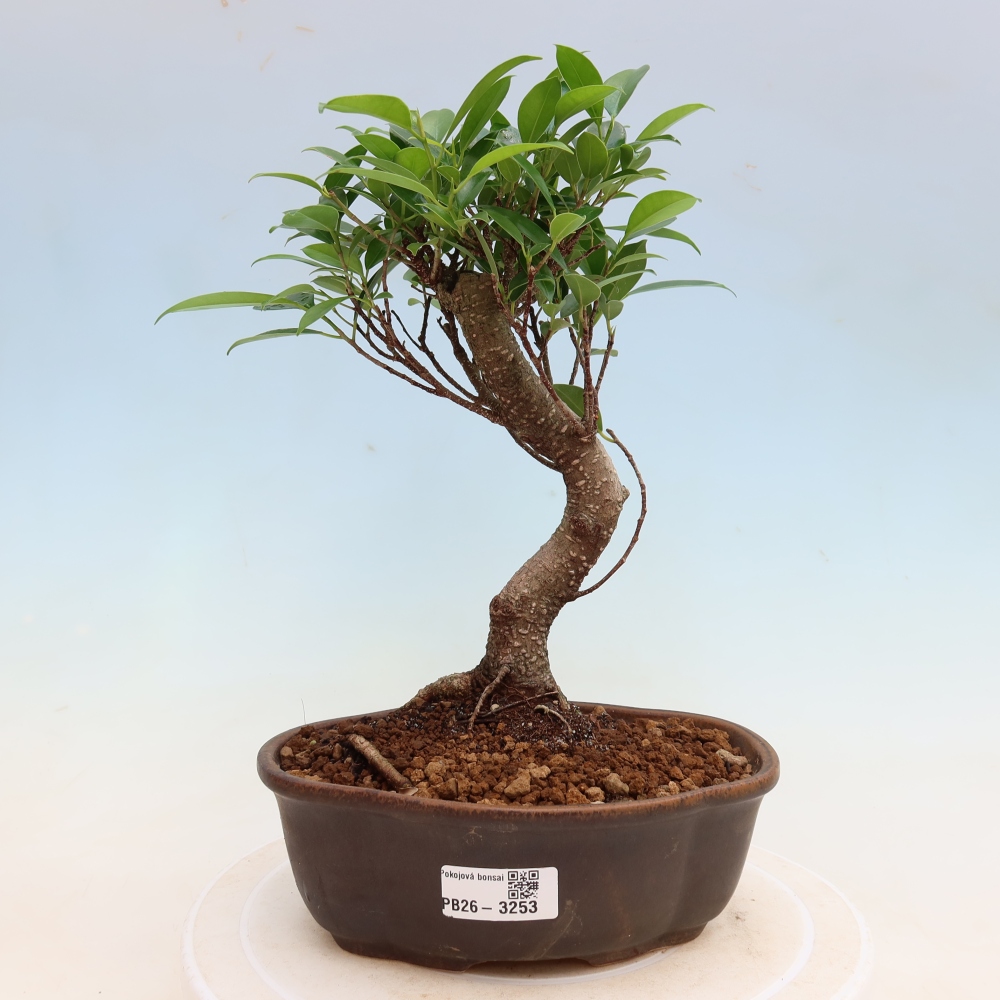 Pokój bonsai - Ficus kimmen - figowiec drobnolistny