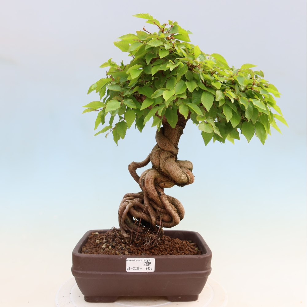 Outdoor bonsai - Carpinus coreana - grab koreański