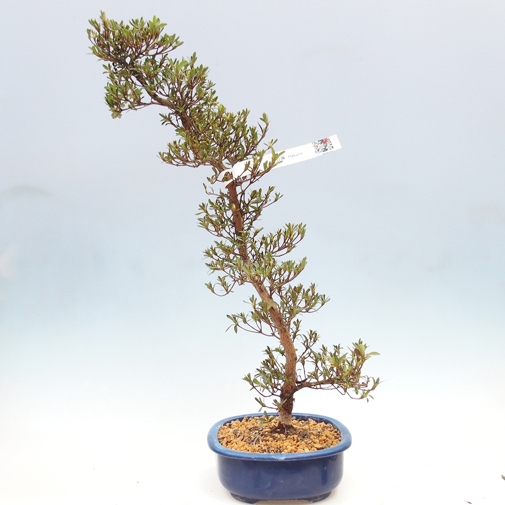 Bonsai zewnętrzne - Azalia japońska - Azalia Hakurin
