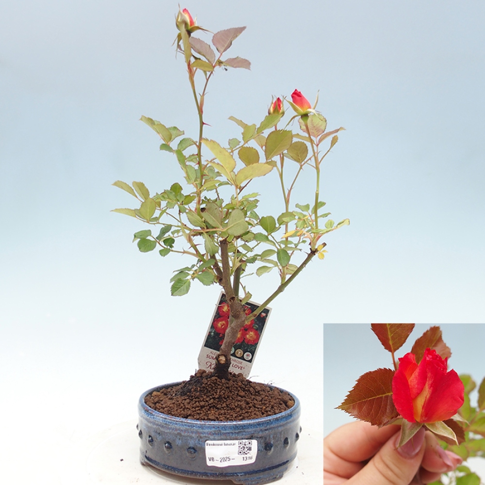 Bonsai na zewnątrz - Rosa Kordes - róża 