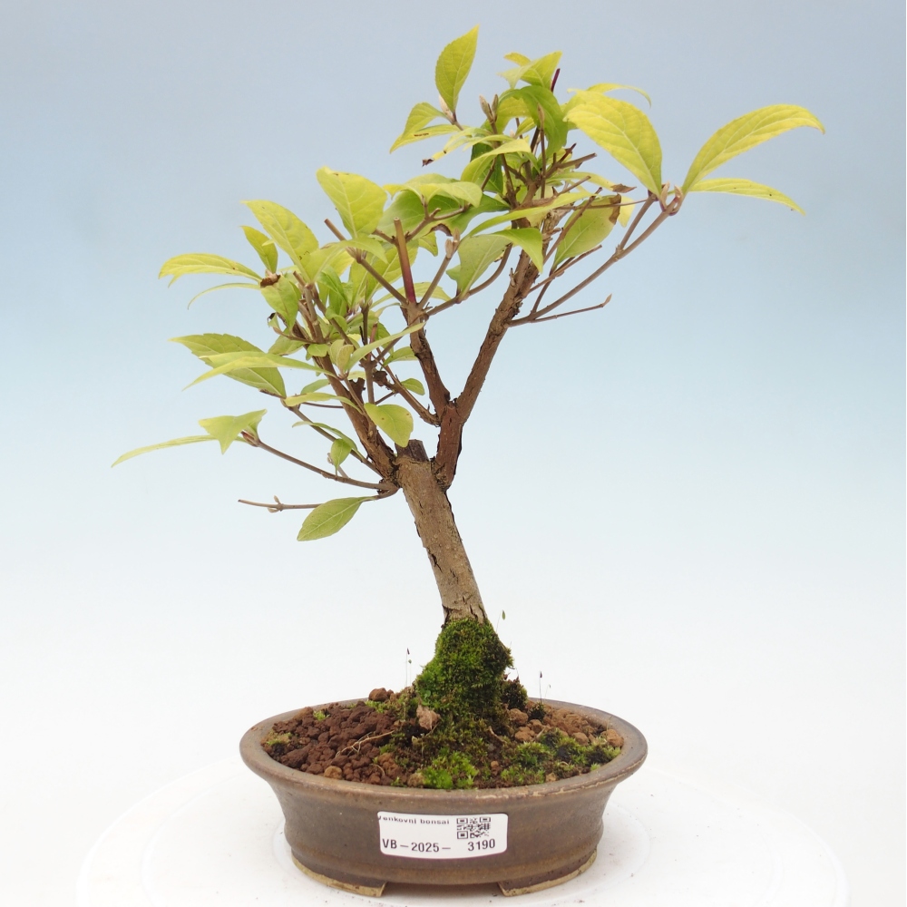 Outdoor bonsai - callicarpa jap Leucocarpa