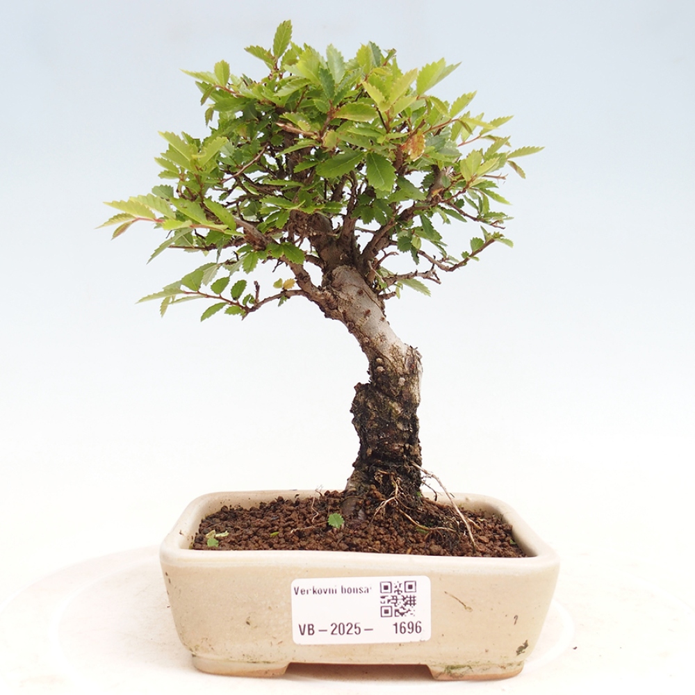 Outdoor bonsai - Zelkova - Zelkova NIRE