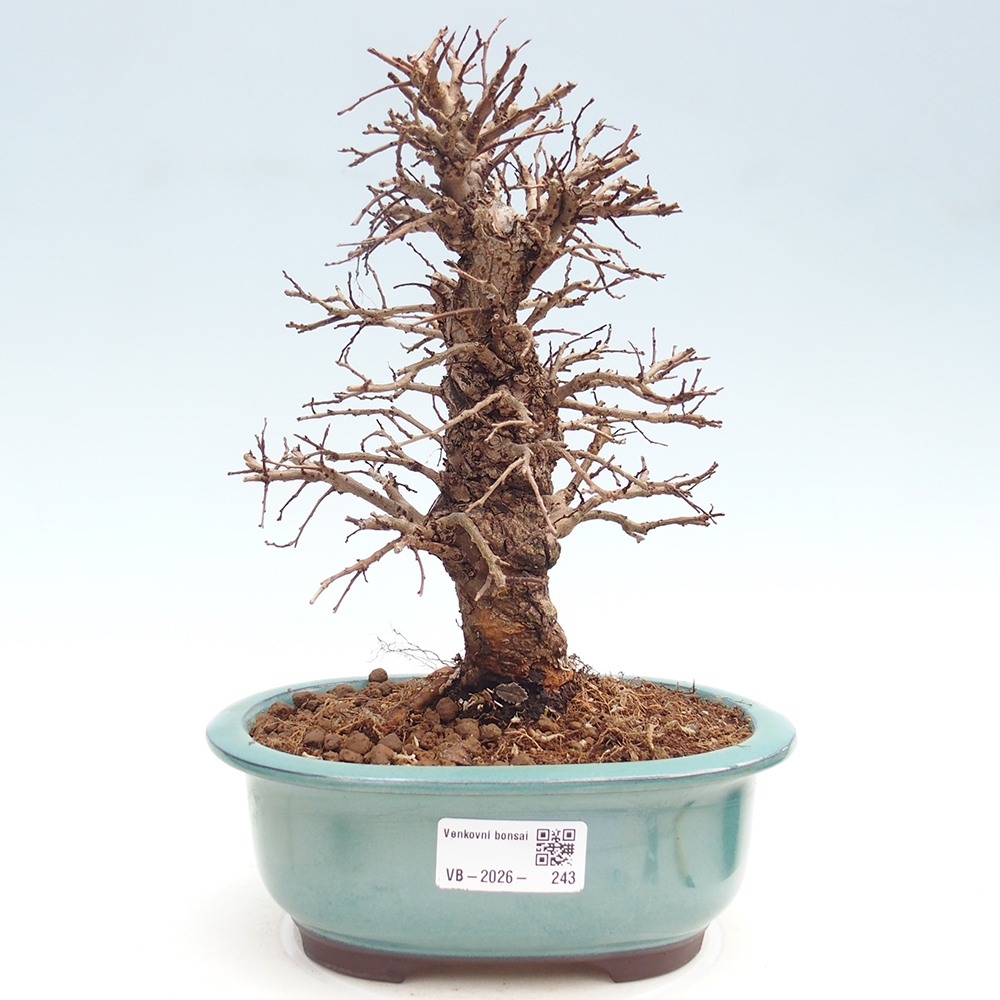 Bonsai zewnętrzne - Zelkova - Zelkova NIRE