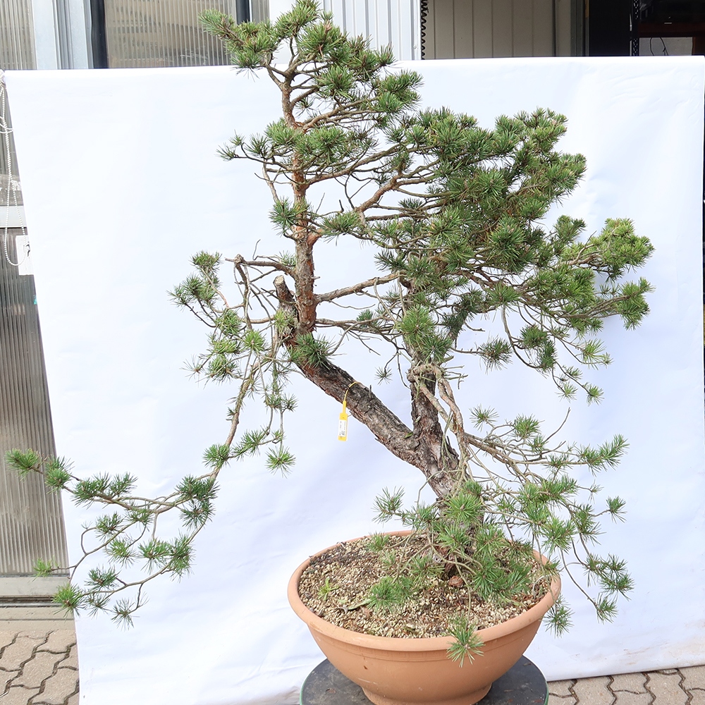 Pinus sylvestris Hiszpania – sosna zwyczajna