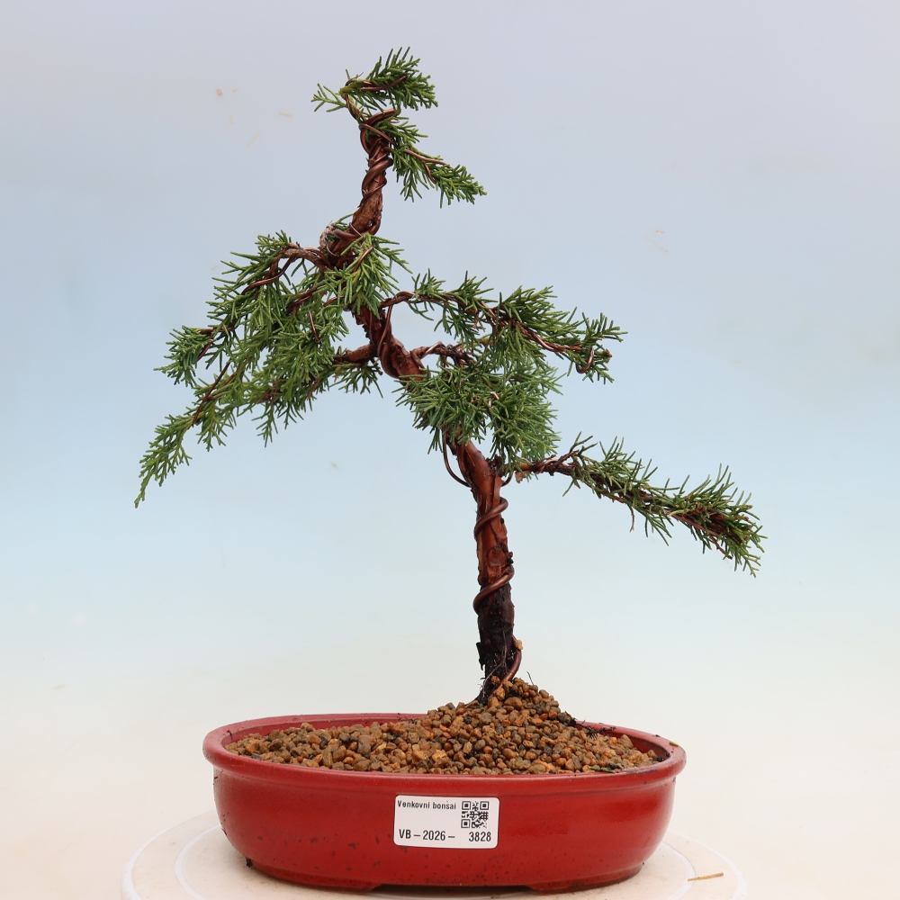 Outdoor bonsai - Juniperus chinensis Kishu