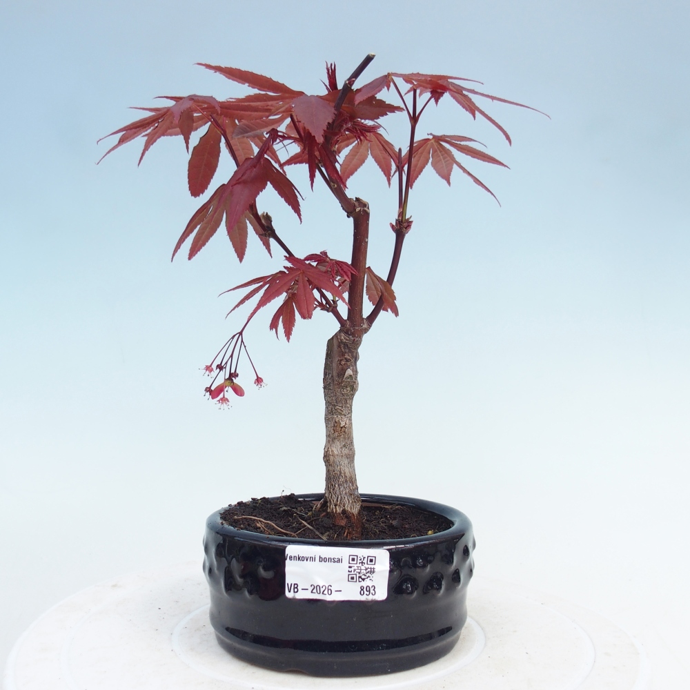 Bonsai na zewnątrz - Palma Acer. Atropurpureum-Javor palmate