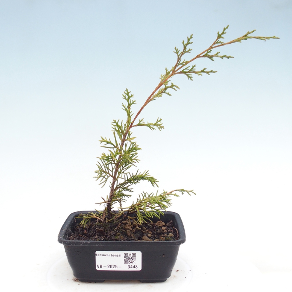 Outdoor bonsai - Juniperus chinensis Itoigawa