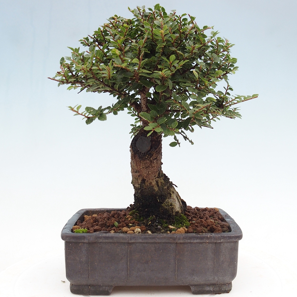 Outdoor bonsai - Ulmus parvifolia Hokkaido - wiąz chiński