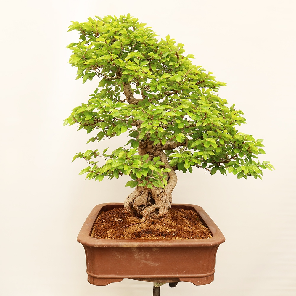 Bonsai plenerowe - Carpinus Coreana - grab koreański