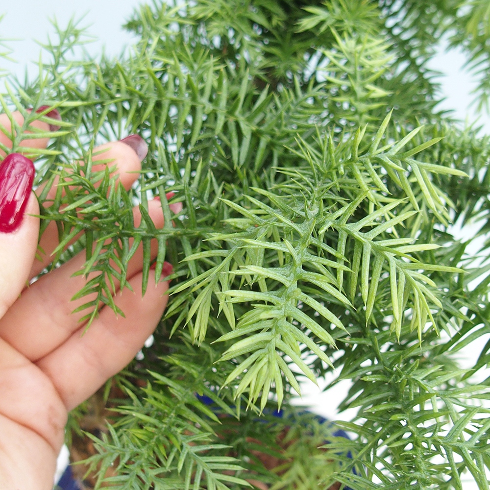 Bonsai domowe – araukaria – domowa sosenka