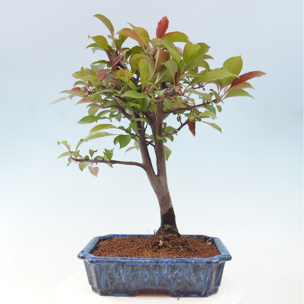 Bonsai zewnętrzne - Malus domowy - Jabłoń czerwonolistna o drobnych owocach