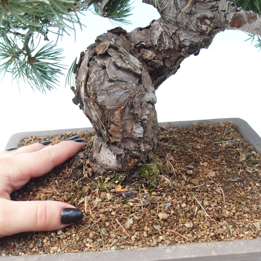 Outdoor bonsai - Pinus parviflora - Mała sosna