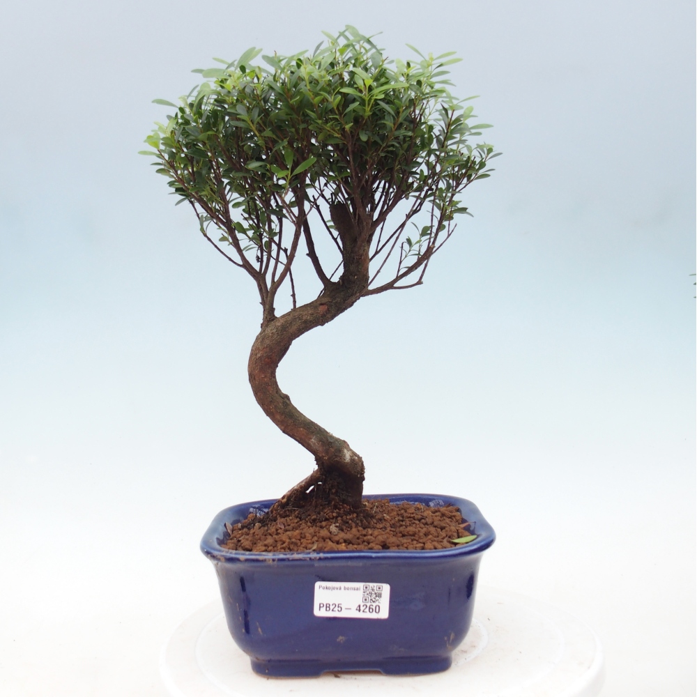 Pokój bonsai - Syzygium - Pimento