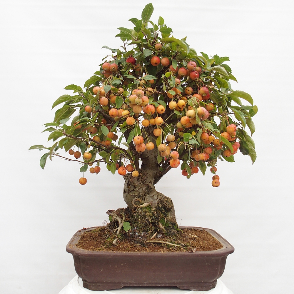 Bonsai plenerowe - Malus Halliana - Jabłoń drobnoowocowa