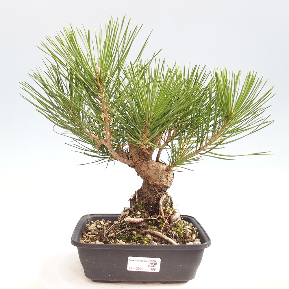 Outdoor bonsai - Pinus thunbergii - sosna Thunberga