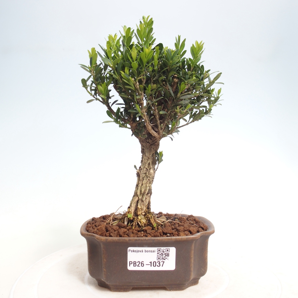 Pokój bonsai - Buxus harlandii - buxus korkowy