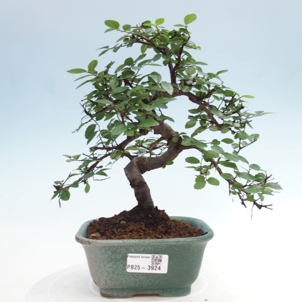 Pokój bonsai - Ulmus parvifolia - Wiąz drobnolistny