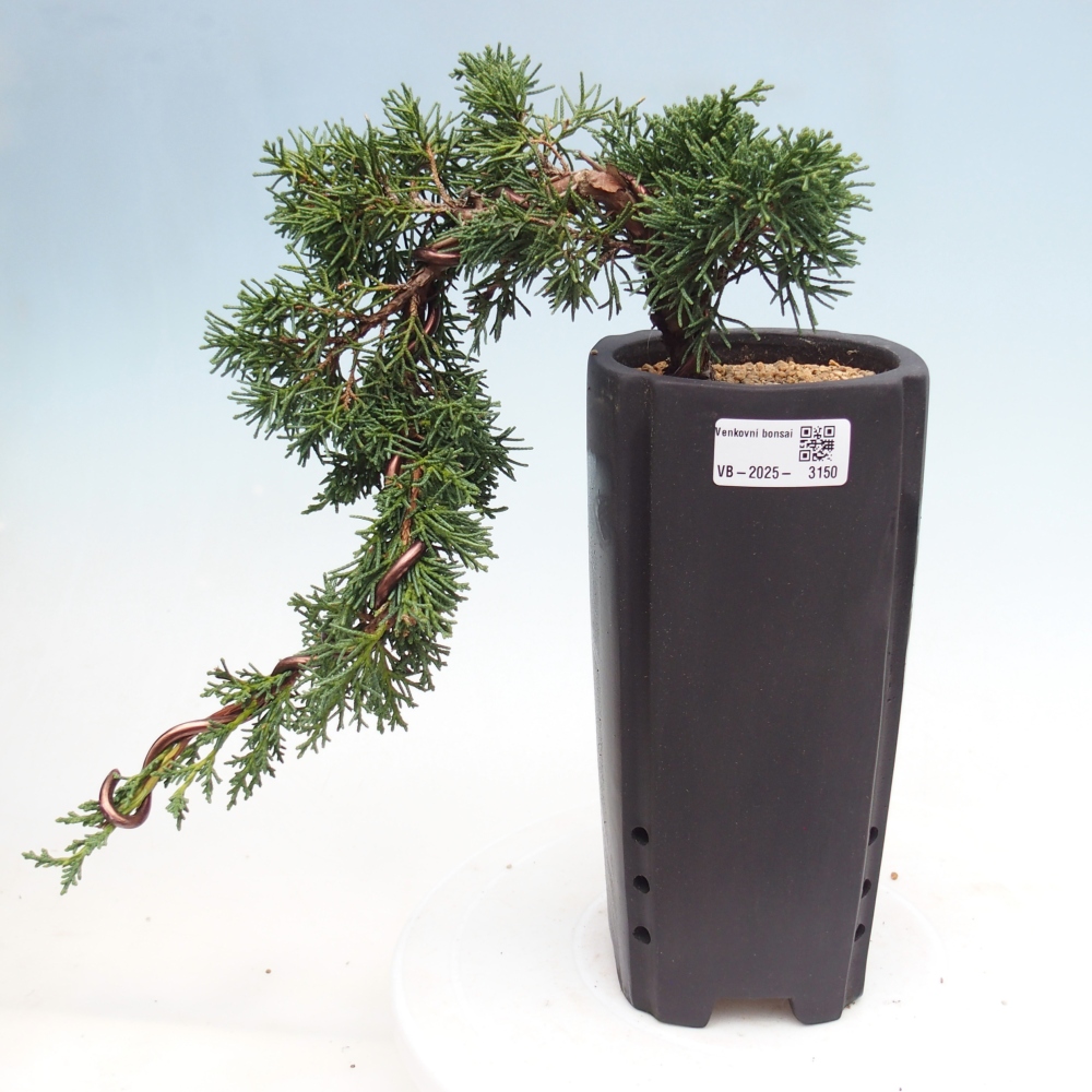 Bonsai zewnętrzne - Juniperus chinensis Kishu - Jałowiec chiński