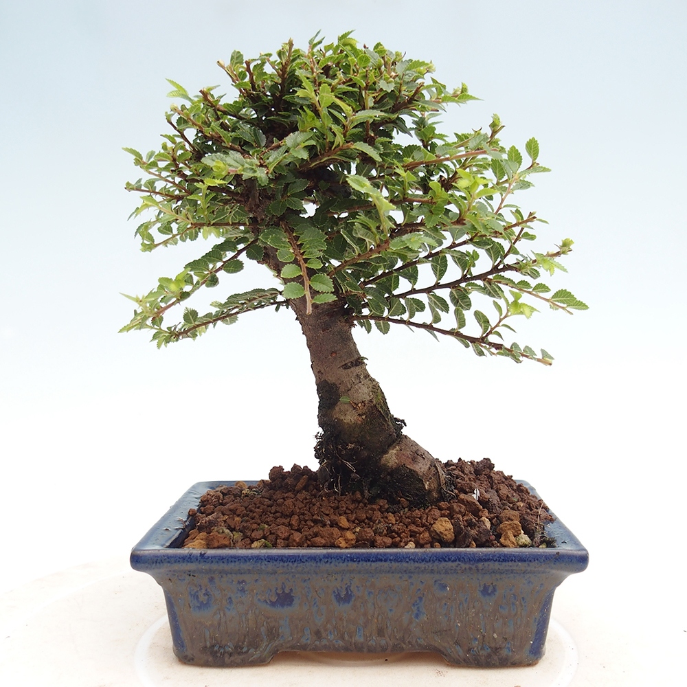 Bonsai zewnętrzne - Ulmus parvifolia Hokkaido - wiąz chiński