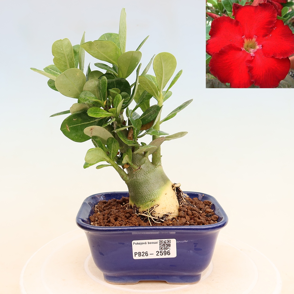 Bonsai pokojowe – Adenium obesum Red Star – Róża pustynna