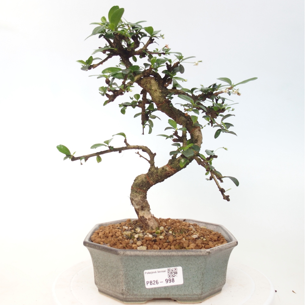 Bonsai pokojowe - Carmona macrophylla - Tea fuki