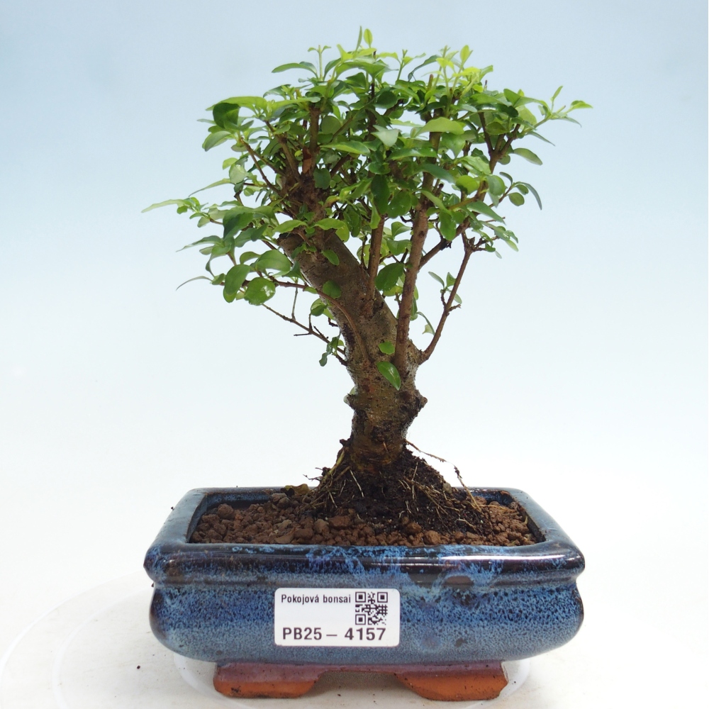 Pokój bonsai - Ligustrum chinensis - Dziób ptaka