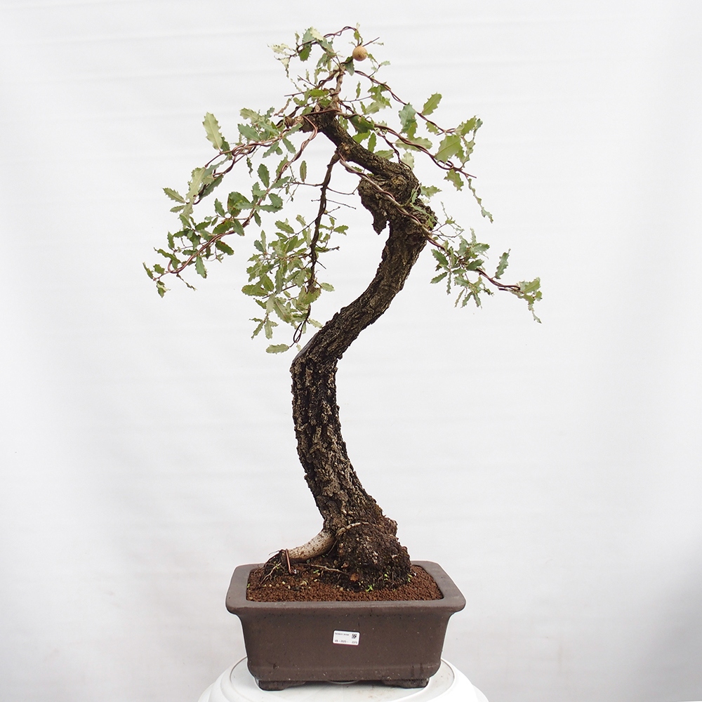 Yamadori - Quercus Ilex - Dąb ostrokrzewowy