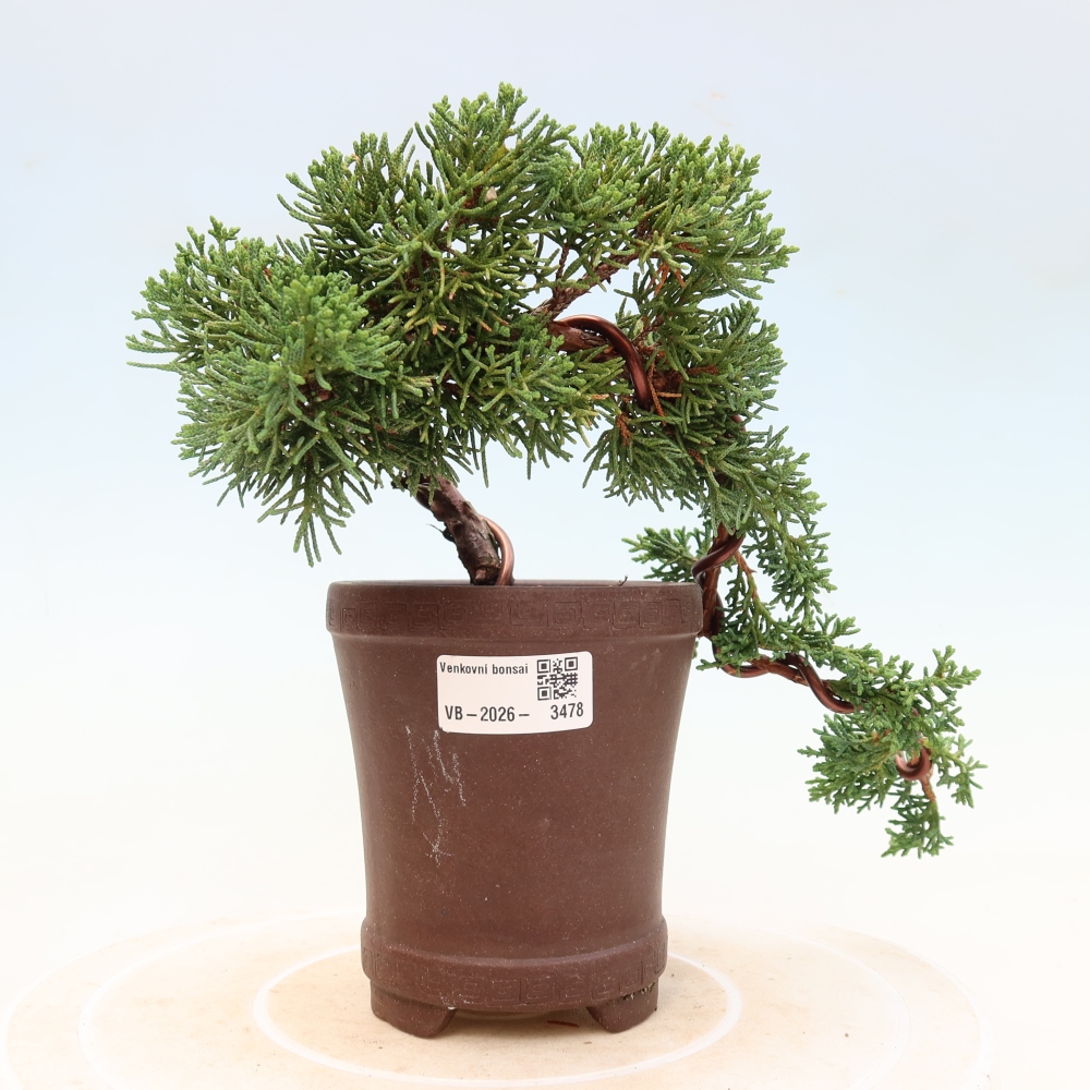 Outdoor bonsai - Juniperus chinensis Kishu