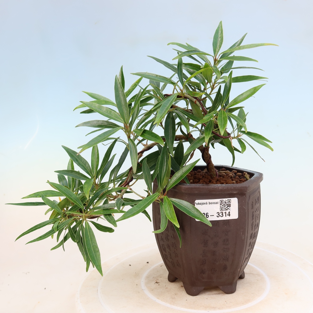 Pokój bonsai - Ficus nerifolia - figowiec drobnolistny