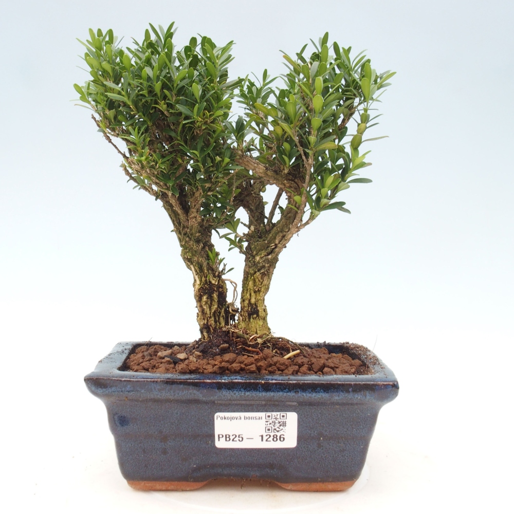 Bonsai pokojowe - Buxus harlandii - buxus korkowy