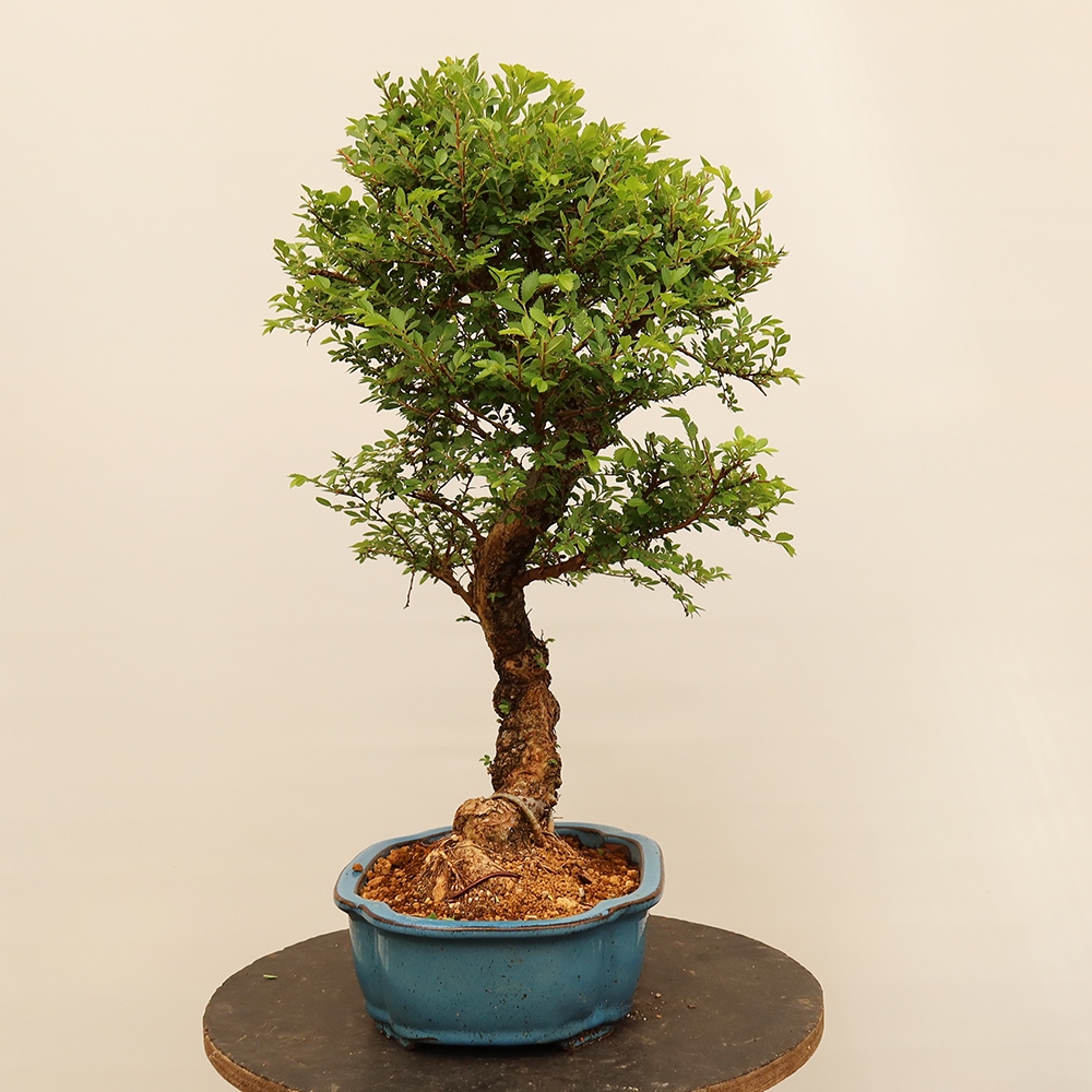 Bonsai na świeżym powietrzu - Zelkova - Zelkova NIRE