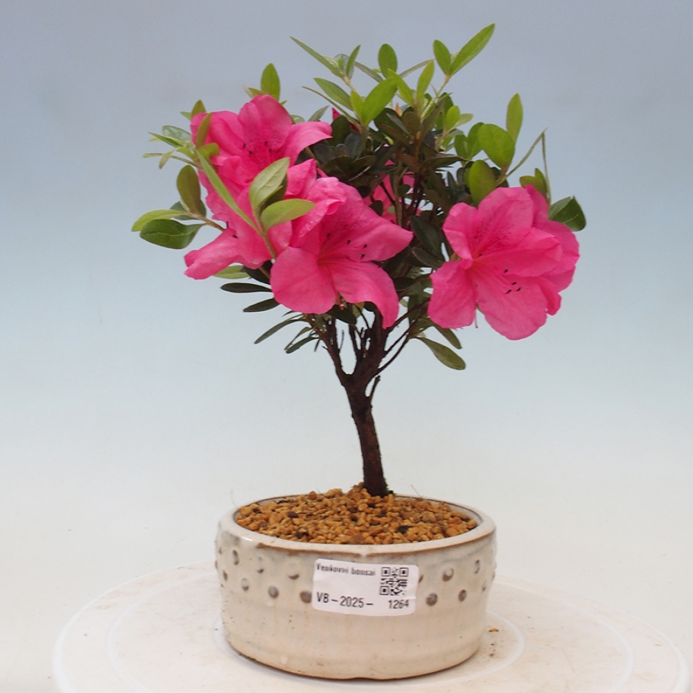 Bonsai zewnętrzne - Azalia japońska - Azalea sp.