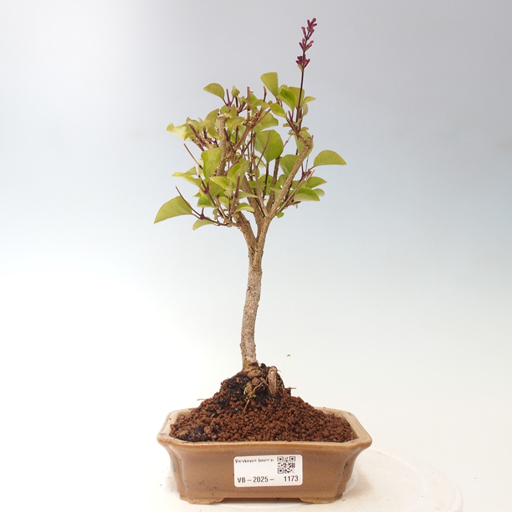 Bonsai zewnętrzne - Syringa Meyeri Palibin - Liliowy Meyera