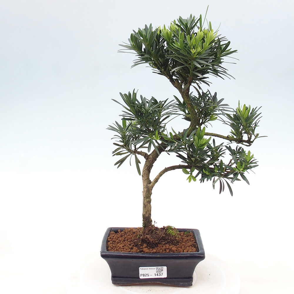 Kryty bonsai - Podocarpus - Kamień tys