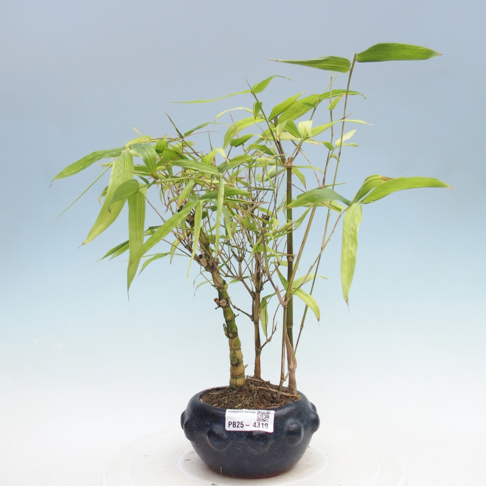 Bonsai wewnętrzne - Bambusowy Budda - Brzuch Bambusowego Buddy