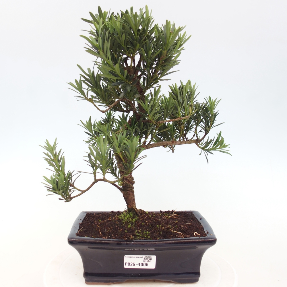 Pokój bonsai - Podocarpus - Kamienny cis