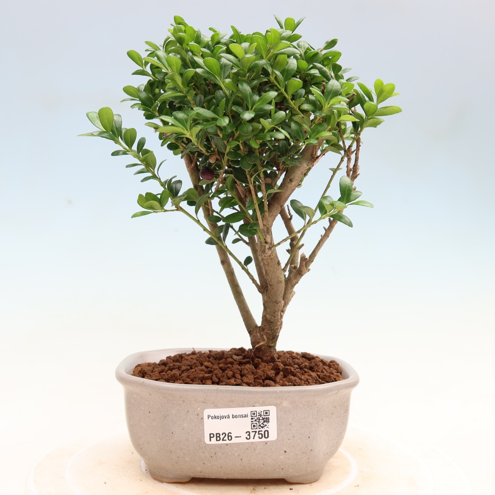Pokój bonsai - Ilex crenata - Ostrokrzew