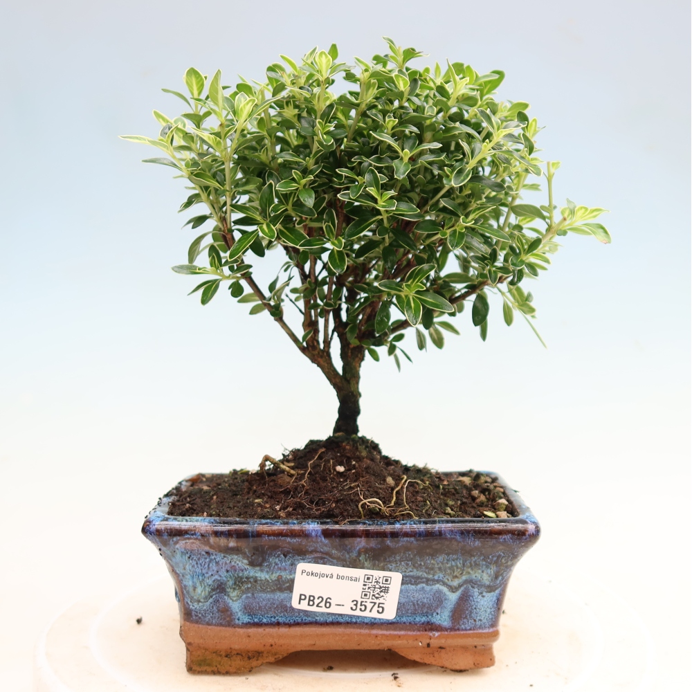 Bonsai pokojowe – Serissa foetida Variegata – Drzewo tysiąca gwiazd
