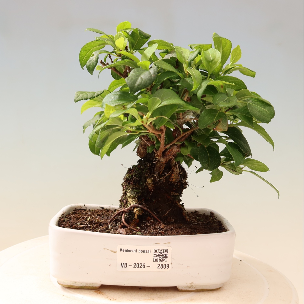 Bonsai zewnętrzne - Celastrus orbiculatus