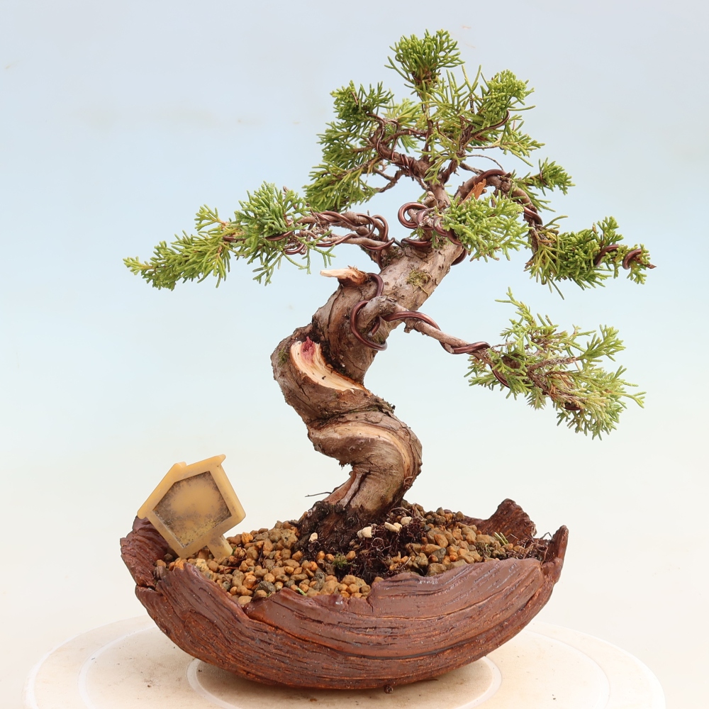 Bonsai ogrodowe – Juniperus chinensis Itoigawa – jałowiec chiński
