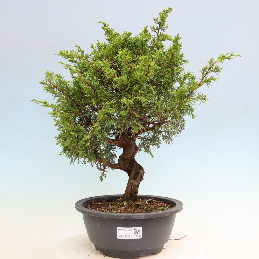 Bonsai ogrodowe – Juniperus chinensis Itoigawa – jałowiec chiński