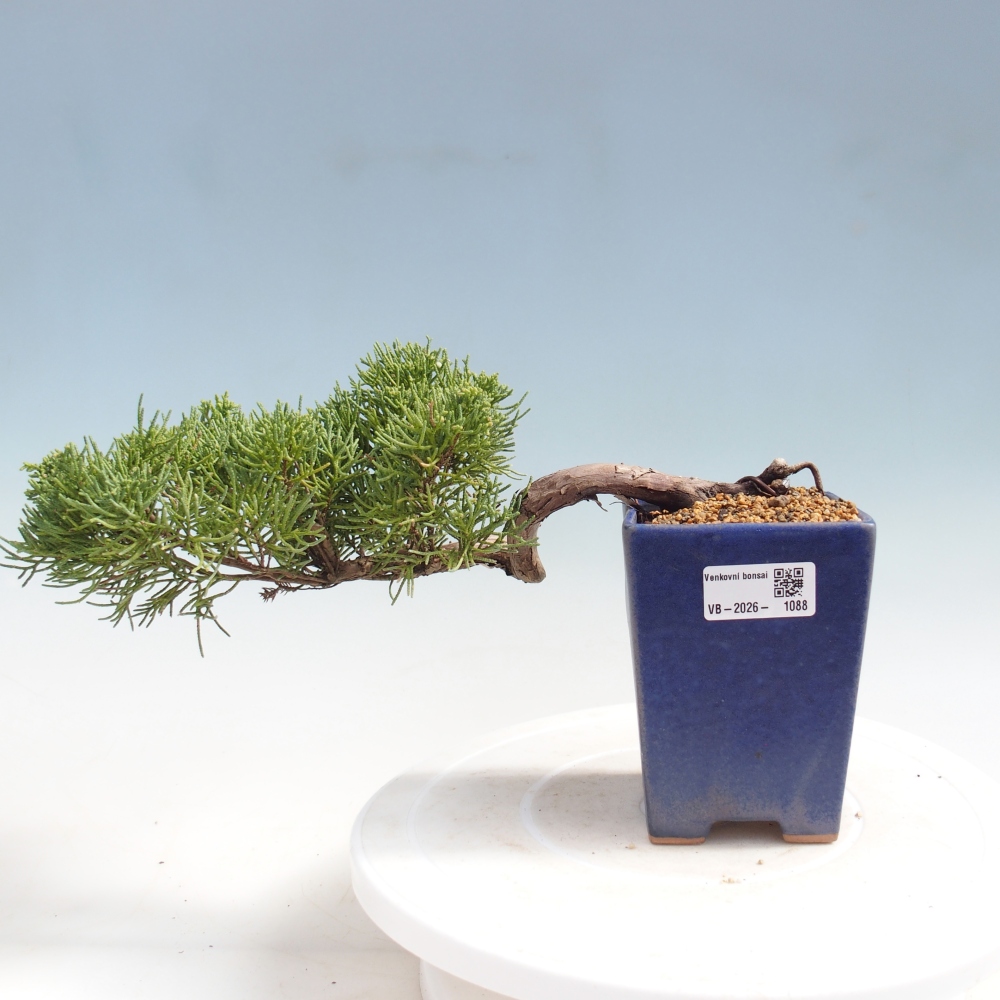 Outdoor bonsai - Juniperus chinensis Kishu