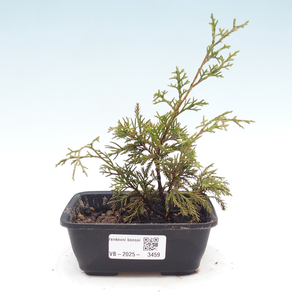 Outdoor bonsai - Juniperus chinensis Itoigawa