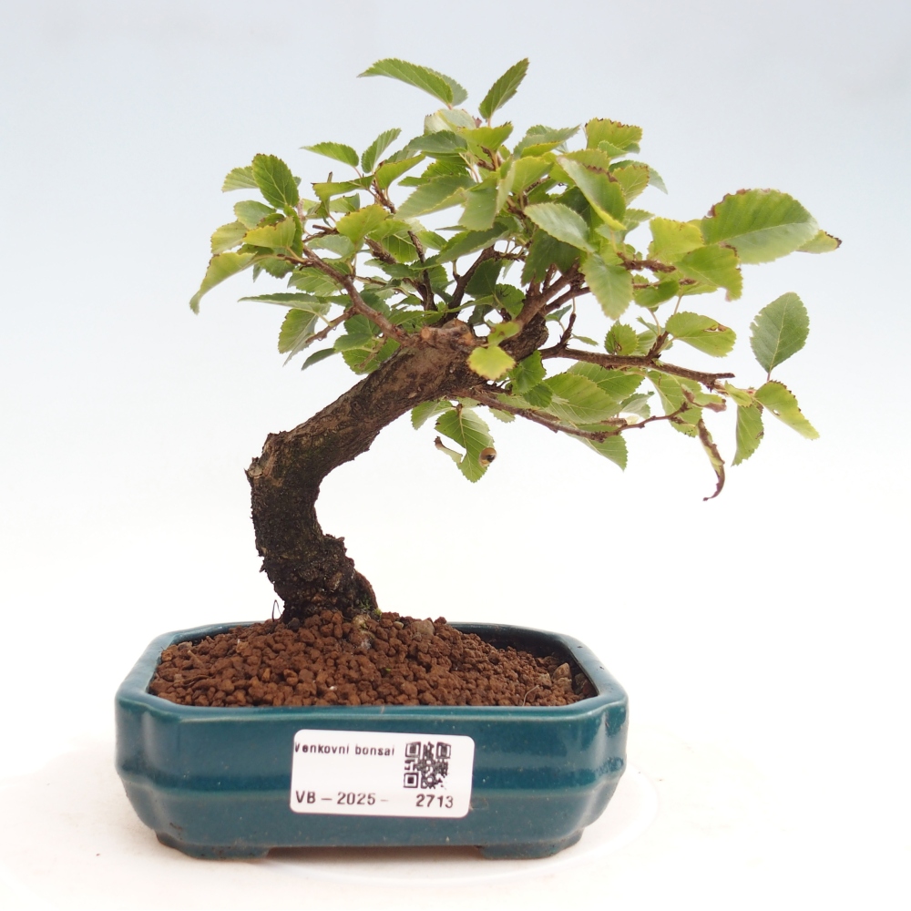 Na zewnątrz bonsai-Karpiny KARPINOWE - Koreański Grab