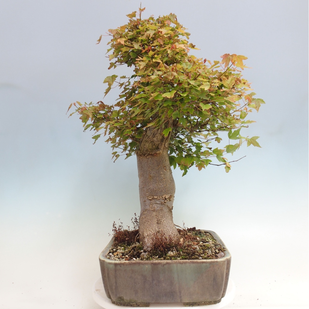 Outdoor bonsai - Maple Buergerianum - Burger Maple