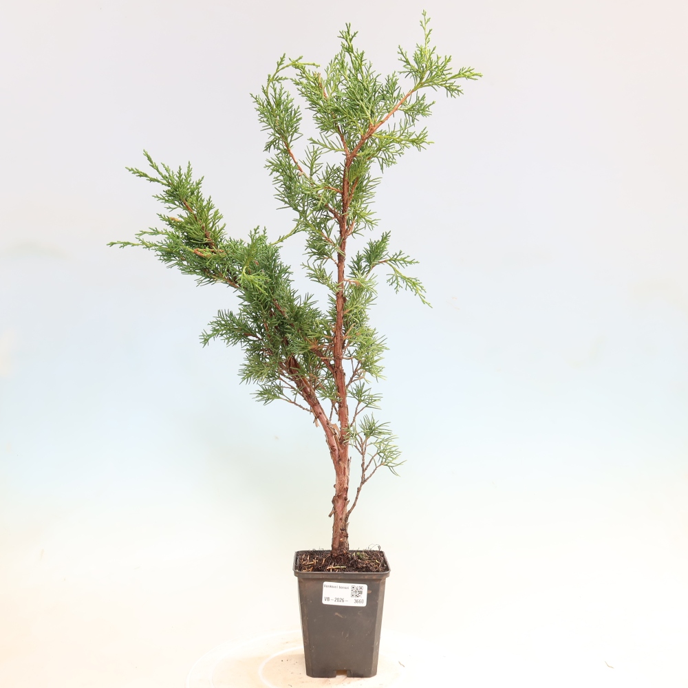 Outdoor bonsai - Juniperus chinensis Kishu