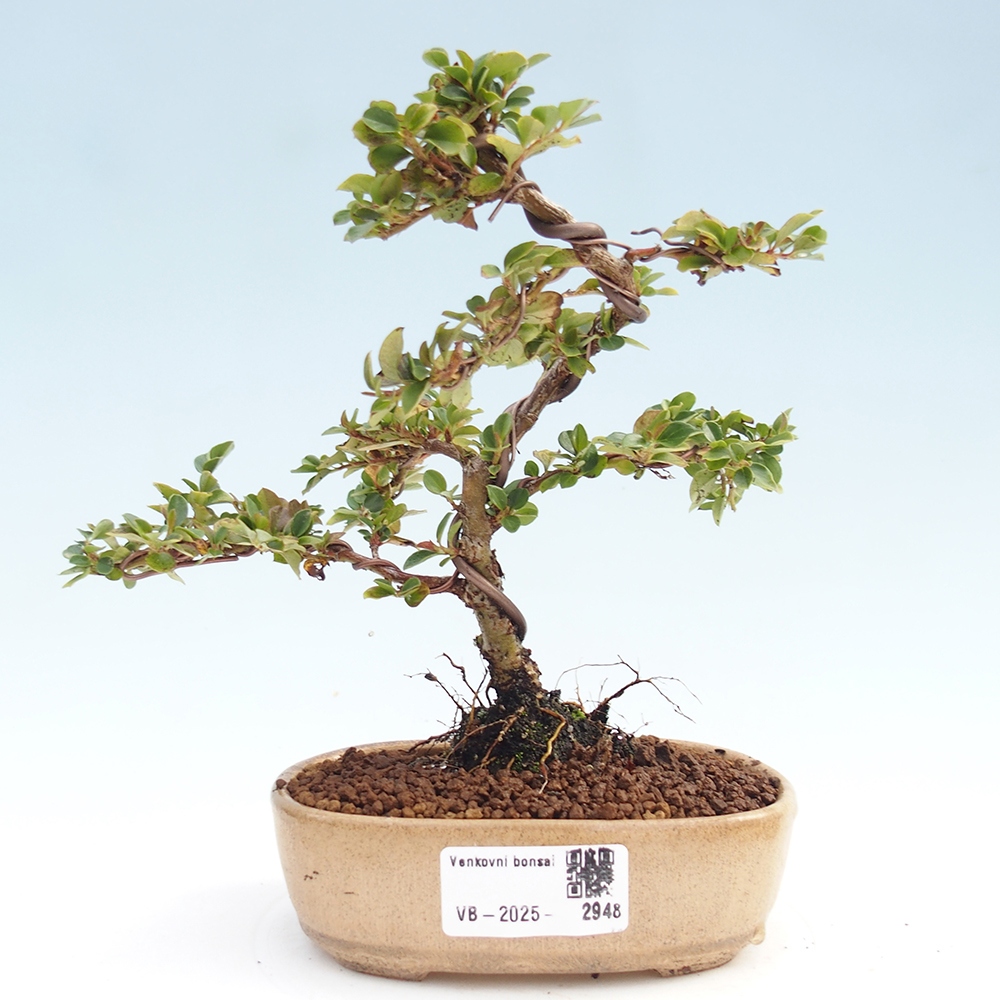 Plenerowe bonsai - Irga pozioma - Drzewo skalne