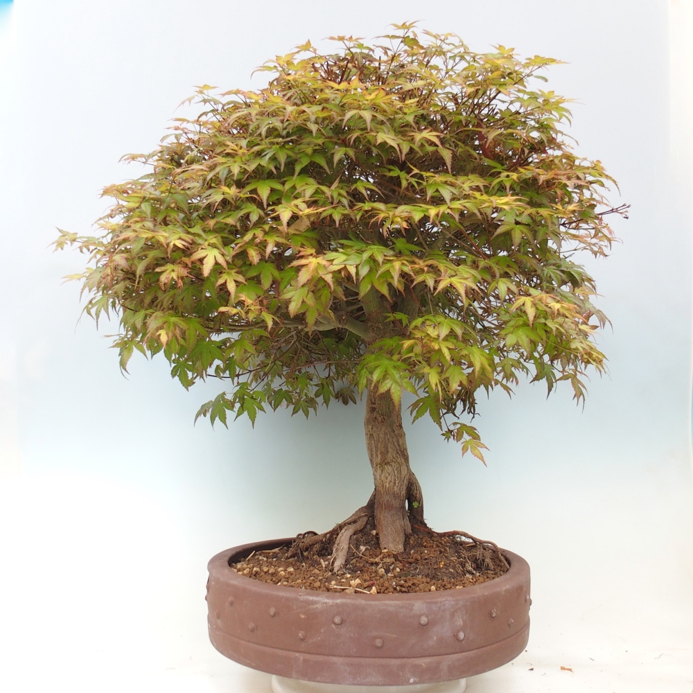 Klon pospolity - Acer palmatum Beni Tsukasa