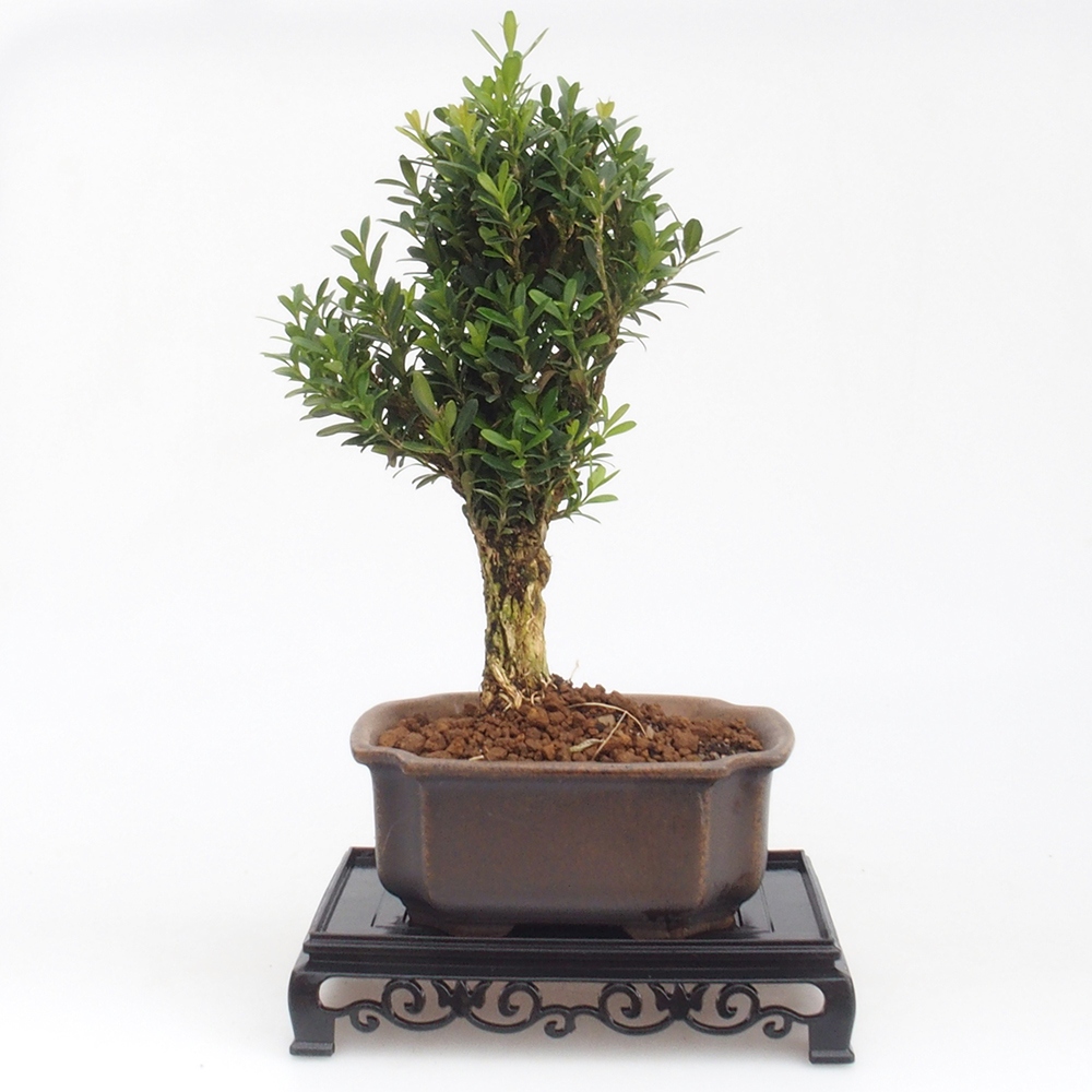 Stolik bonsai plastikowy prostokątny 15,5 x 10 x 3 cm, kolor czarny