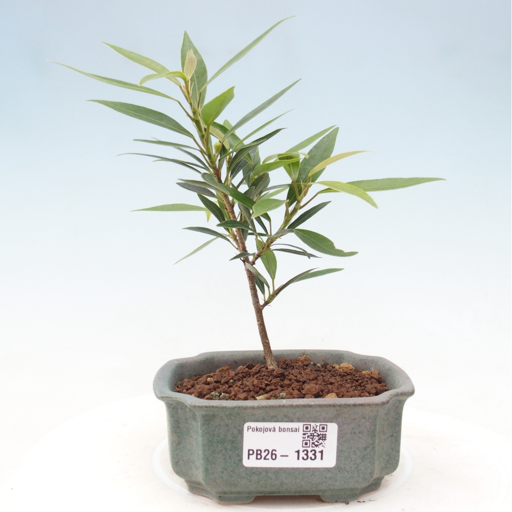 Pokój bonsai - Ficus nerifolia - figowiec drobnolistny